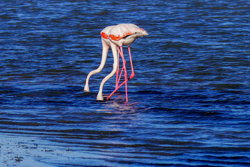 Group of Flamingo in Tunisia 