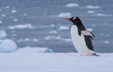 Gentoo penguins walking in the snow at Cuverville Island in Antarctica.