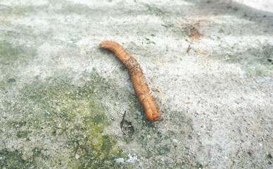 A dying millipede on the concrete floor