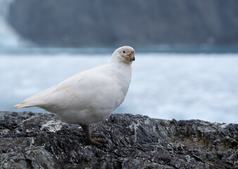 Portrait of a white bird called Rock Ptarmigan, Antarctica.