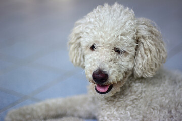 White poodle dog before bathing.