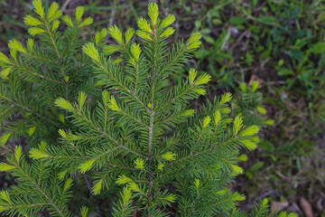 green spruce branch with young shoots