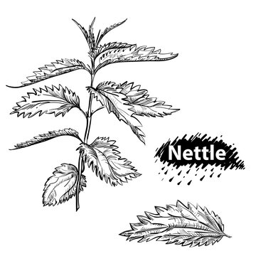 Detailed hand drawn black and white illustration set of nettle plant, leaf. sketch. Vector. Elements in graphic style menu, package.