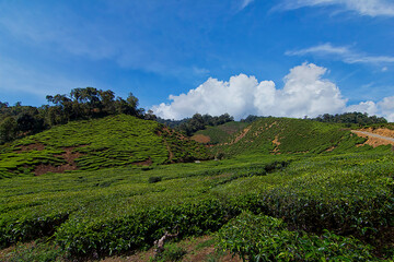 Beautiful view of a tea plantation in Caeron Highland, Malaysia