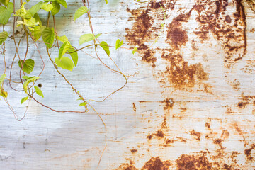 
background steel rusted brown rust with green leaves vines