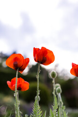 Obraz premium Mohnblumen blühen im Garten