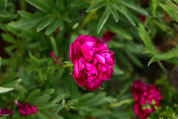 Pinke Pfingstrose im Garten