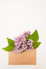 lilac flowers in craft envelope on white background vertical