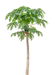 Papaya tree with pawpaw fruit isolated on white background.