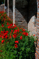 Fototapeta na wymiar bush of red poppies near the fortress wall