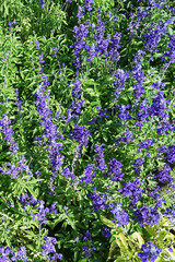 Close up purple grape Hyacinth flower arranged in garden park field