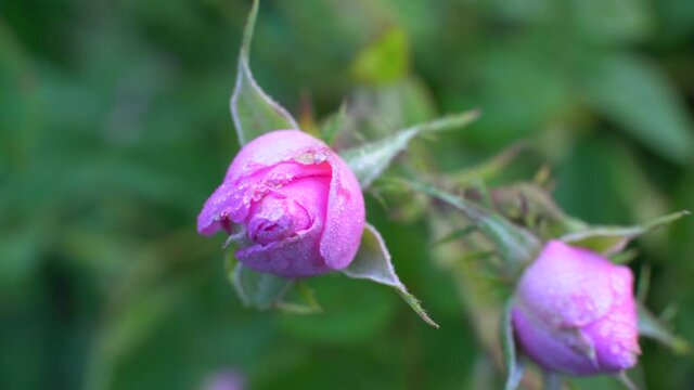 Closeup of Bulgarian pink rose / Pink bud with dewdrops
in a garden located in the rose valley in Bulgaria.  Camera movement from right to left