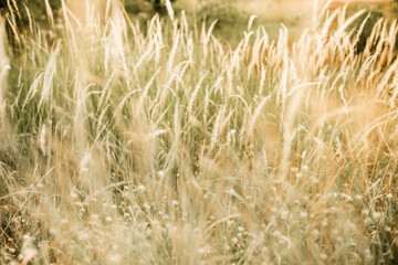 garden flower grass hay golden dry leaves