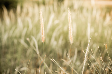 Fototapeta premium garden flower grass hay golden dry leaves