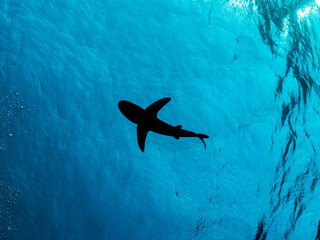 silhouette of oceanic whitetip shark circling at the surface