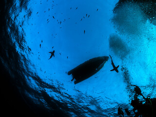 oceanic whitetip sharks circling at the surface - divers have to wait patiently before ascending to...