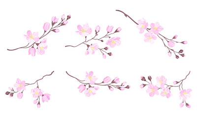 Obraz na płótnie Canvas Blooming Cherry Branches with Tender Pink Flower Blossoms Vector Set