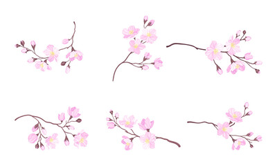 Blooming Cherry Branches with Tender Pink Flower Blossoms Vector Set