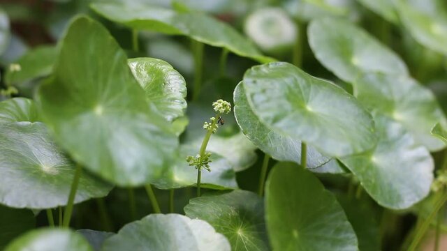 Small white flower of Gotu kola tree