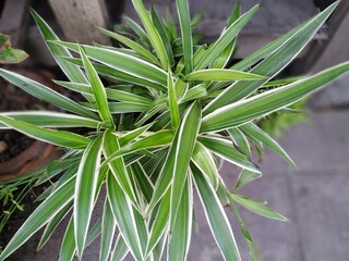 close up of rosemary