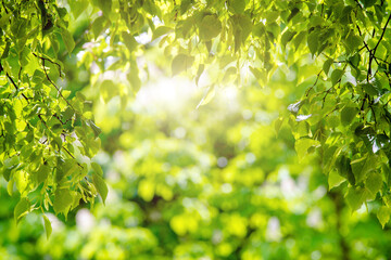 Fototapeta na wymiar Green nature background with birch leaves 