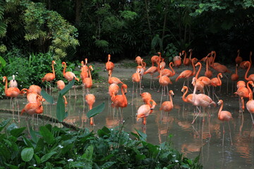 Naklejka premium pink flamingos in the lake