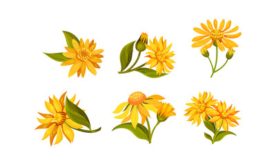 Fototapeta na wymiar Arnica Yellow or Orange Flower Head with Long Ray Florets on Green Stem Vector Set