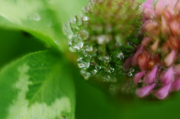 Soft focus macro picture of beautiful drops of water morning dew on petal of gentle pink clover flower in nature.