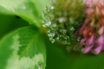 Soft focus macro picture of beautiful drops of water morning dew on petal of gentle pink clover flower in nature.