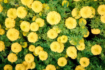 yellow flowers background