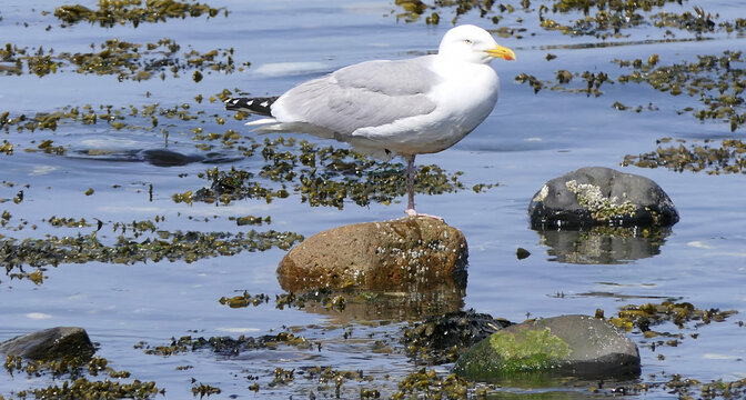 Seagull hunting for food swimming in Irish Sea UK