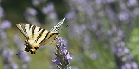 flambé sur une lavande