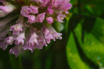 Soft focus macro picture of beautiful drops of water morning dew on petal of gentle pink clover flower in nature.