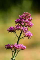 Fototapeta premium Petal of blooming flower in the spring