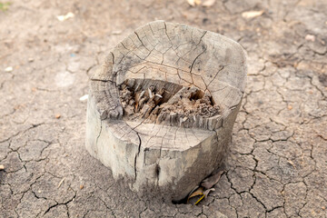 skull of a dead tree