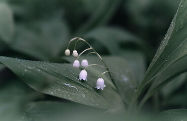 lilies of the valley after rain close-up on a green background