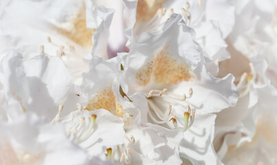 Fototapeta na wymiar Soft focus, abstract floral background, white Rhododendron flower petals. Macro flowers backdrop for holiday brand design