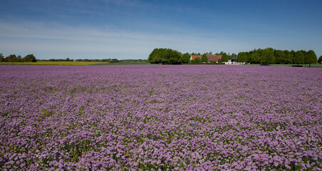 Fototapeta na wymiar Panorama of a purple chive field with flowers and blue sky