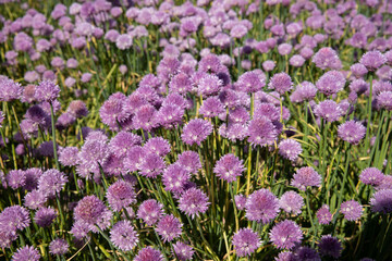 Chive field with purple colors 