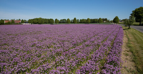 Fototapeta na wymiar Rows of chive in a field with purple colors and blue sky