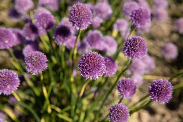 Chive field with purple colors 