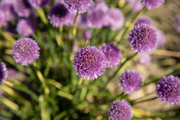 Fototapeta premium Chive field with purple colors 