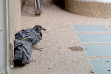 Two ill bird sit on ground.