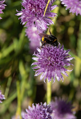 Growler in the chive field with purple flowers