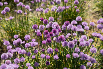 Obraz premium Chive field with purple flowers 