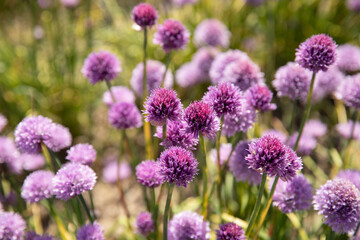 Chive field with purple flowers 
