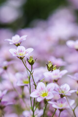 Delicate white pink flowers of Saxifrage moss in spring garden
