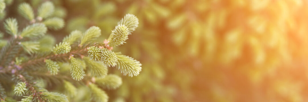 Coniferous Forrest Backlight Natural View Of The Forest. Horizontal Banner