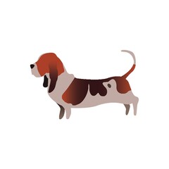 basset hound dog