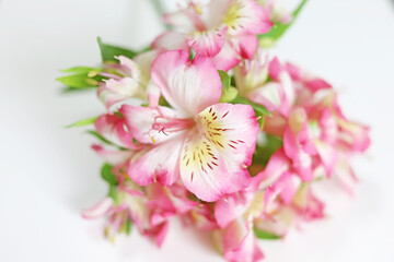 Fototapeta premium 白とピンクのブーケのようなアリストロメリアの花